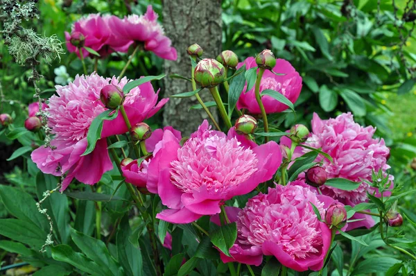 Hermosas peonías rosadas — Foto de Stock