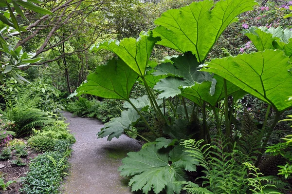 Planta gigante de ruibarbo —  Fotos de Stock