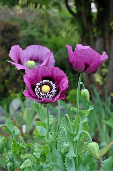 Mooie paarse papavers — Stockfoto