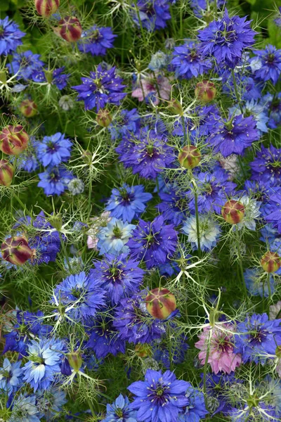 Blaue Kornblumen — Stockfoto