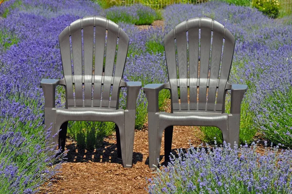 Lavender chairs — Stock Photo, Image