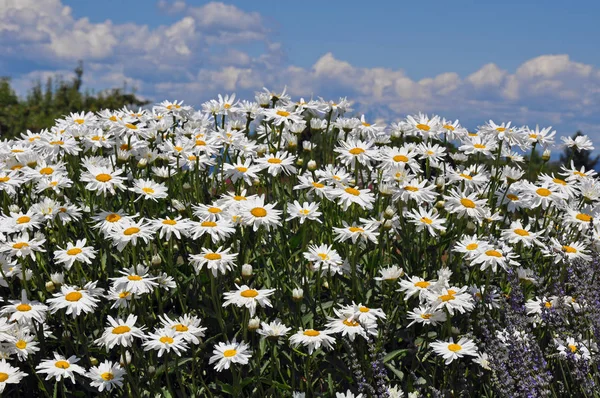 White daisy garden — Stock Photo, Image