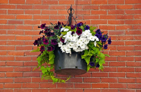 Coloridas petunias cesta colgante —  Fotos de Stock