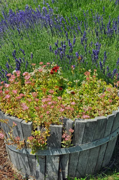 Lavender garden planter — Stock Photo, Image