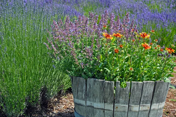 Lavender garden planter — Stock Photo, Image