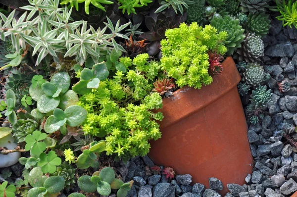 Little aloe planter — Stock Photo, Image