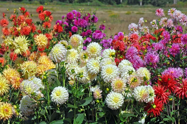 Colorful summer dahlias — Stock Photo, Image