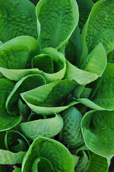 Close Lush Green Hosta Leaves — Stock Photo, Image