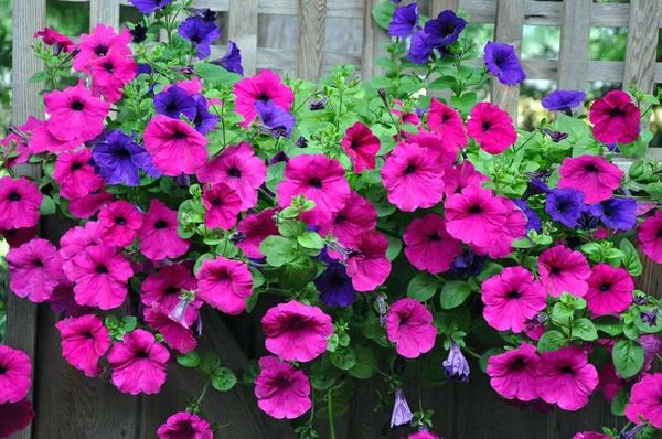 Hermosas Flores Petunia Rosa Púrpura Valla Madera — Foto de Stock