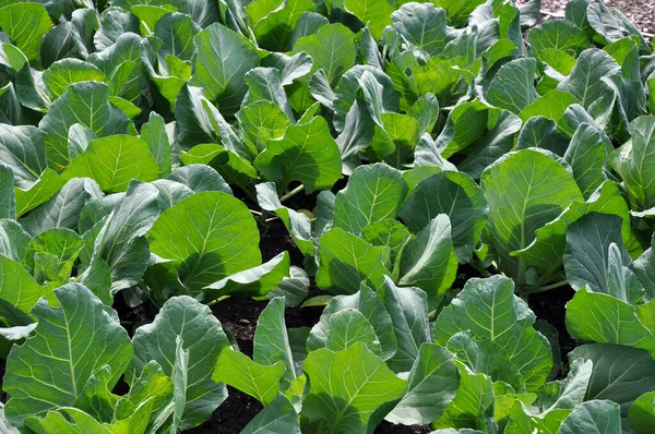 New Leafy Cabbage Growing Garden — Stock Photo, Image