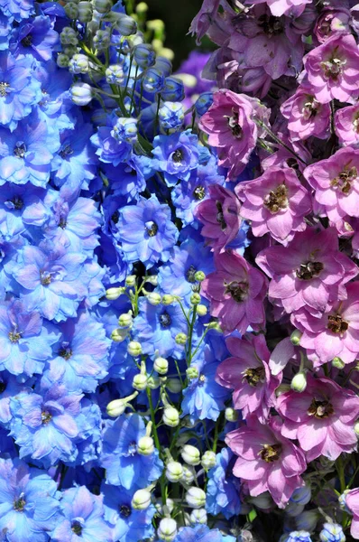 美しいピンクと青のデルフィニウムの花 — ストック写真