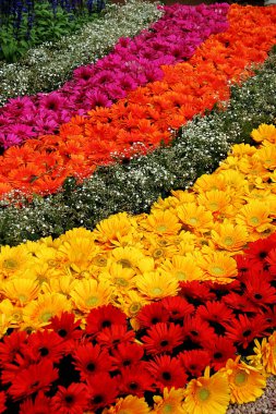 Lalbagh, Bangalore, Karnataka, Hindistan, Asya 'da Cumhuriyet günü çiçek gösterisi 'nde çiçekler güzel, çizgili deseni