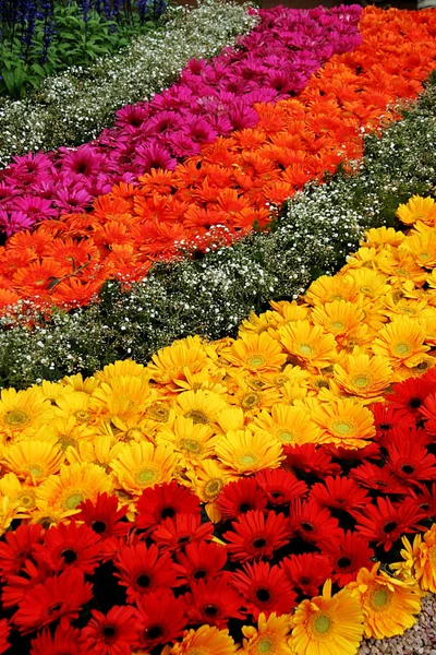 Beautiful Striped Pattern Flowers Republic Day Flower Show Lalbagh Bangalore — Stock Photo, Image