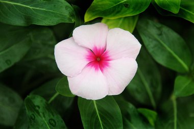 Beyaz yaprakları yeşil yaprakları ile koyu pembe Bankası arka planda olması 