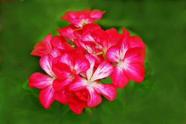 Bund Roter Blütenblätter Isoliert Auf Verschwommenem Grünem Hintergrund — Stockfoto