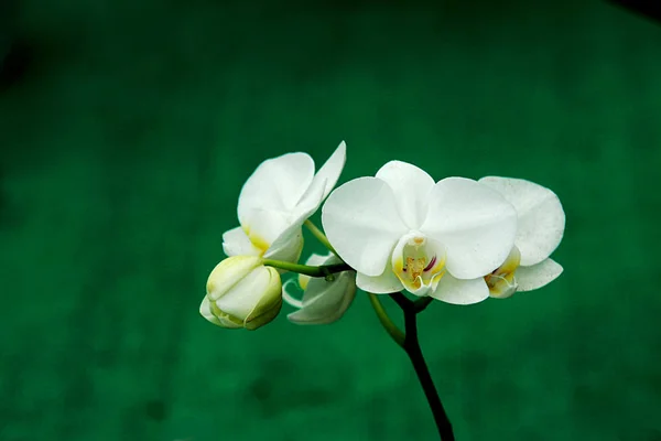 Banda Bílých Orchidejí Pupeny Květy Izolované Rozmazané Pozadí Zelené — Stock fotografie