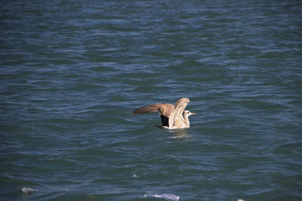 Shot Mořský Odebraných Během Cesty Bhet Dwarka Lodí Moři Poblíž — Stock fotografie