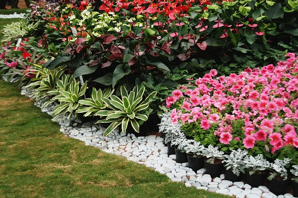 Ogród Dobrze Rozplanowane Kwitnienia Innych Roślin Ozdobnych — Zdjęcie stockowe