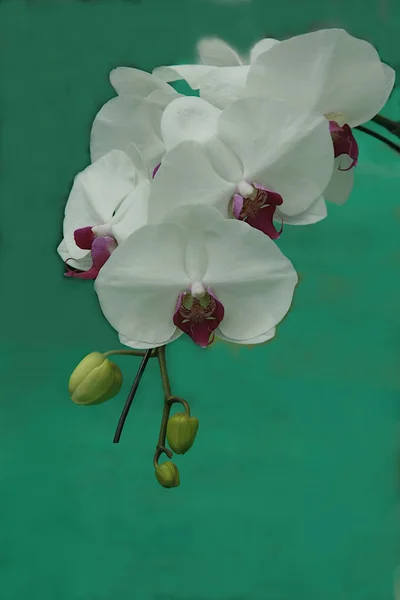 Bando Orquídeas Com Sépalas Brancas Coluna Lábio Roxo — Fotografia de Stock