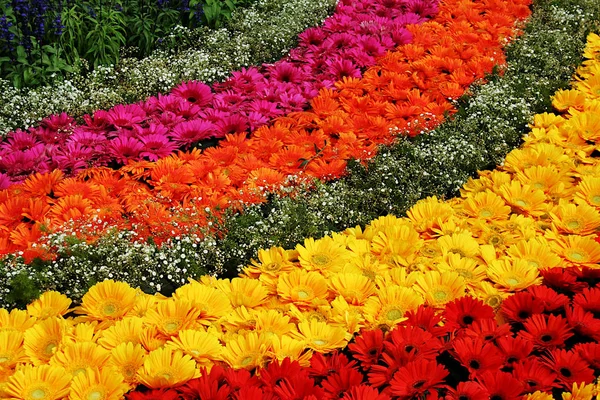 Bloemen Gerangschikt Parallelle Bogen Republiek Dag Flower Show Bengaluru India — Stockfoto