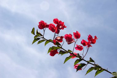 Yeşil kırmızı Bougainvillea çiçek demet ışık ve hafif bulutlu mavi gökyüzü karşı yaprakları