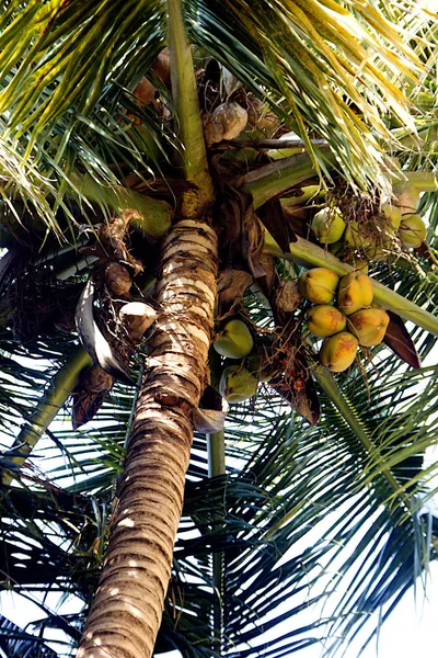 Plan Angle Bas Cocotier Montrant Les Feuilles Les Cultures — Photo