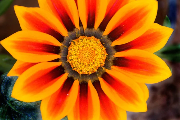 Nahaufnahme der orangefarbenen Blume — Stockfoto