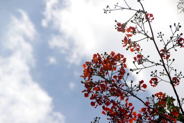 Gökyüzü karşı Mayflower bir demet