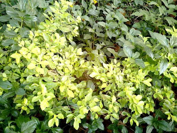 Dark and Light Green Foliage — Stock Photo, Image
