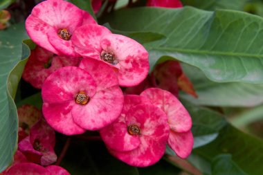 Demet Zengin, Pembe Renkli Çiçekler