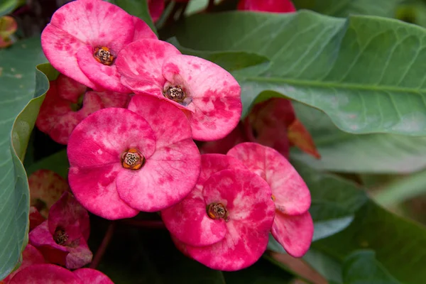 Demet Zengin, Pembe Renkli Çiçekler