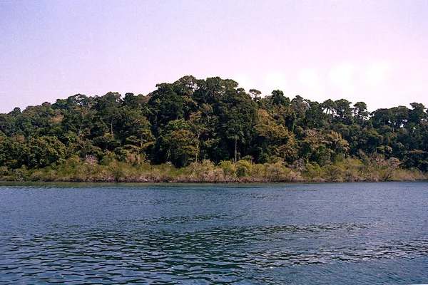 Forêt épaisse sur la côte de l'océan — Photo