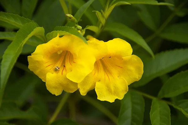 Twin fleurs jaunes contre vert — Photo