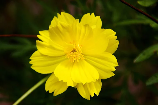 Gul kosmos blomma — Stockfoto