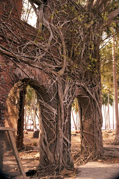 Root Wrapped Wrecked Building — ストック写真