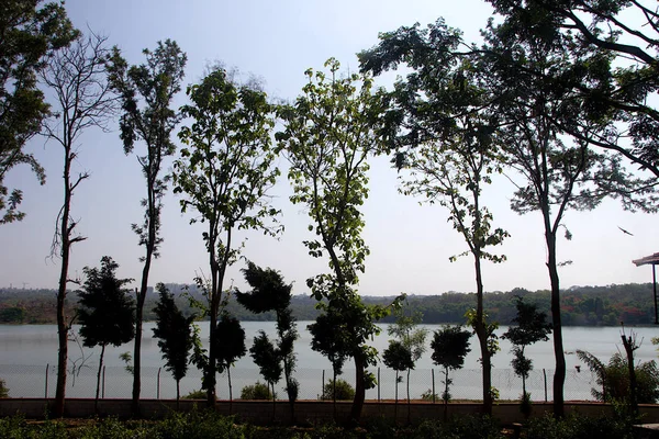 Sentinelles vertes sur la rive du lac — Photo