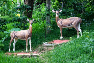 Yeşil Ormanda Geyik Alarmı