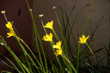 Group of golden-eyed-grass (Sisyrinchium californicum) flowers in home garden clipart