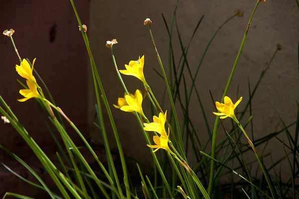 Grupo Flores Douradas Eyed Grass Sisyrinchium Californicum Jardim Home — Fotografia de Stock