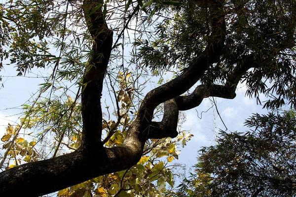 Вид Ветви Листья Деревьев Фоне Неба Кавери Нисарга Дхама Около — стоковое фото