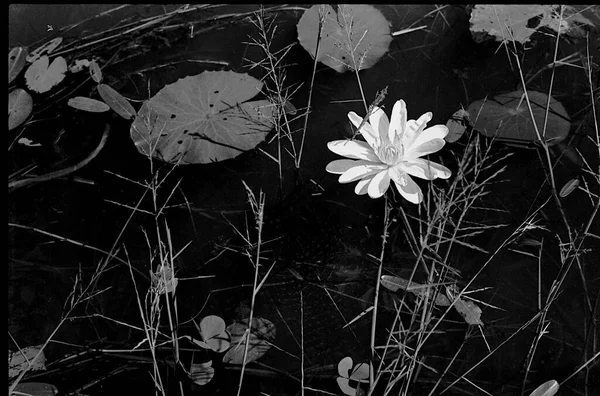 Vista Flor Lótus Branco Folhas Flutuantes Plantas Lagoa — Fotografia de Stock