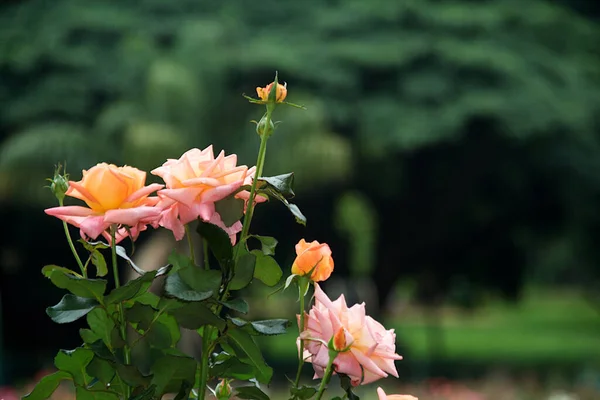 Rosenknospen Und Blüten Vor Verschwommenem Hintergrund Bei Der Flower Show — Stockfoto