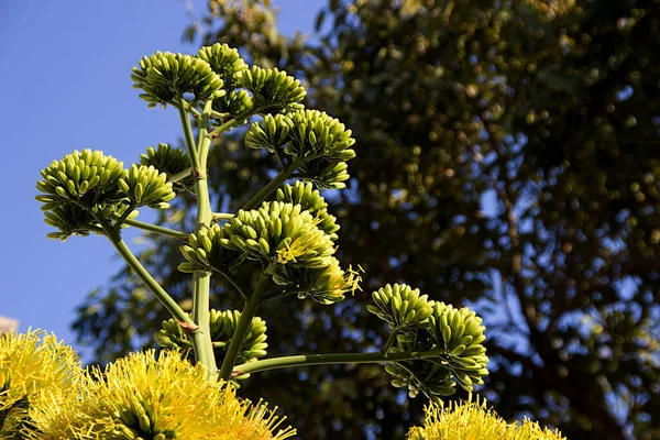 Utsikt Över Golden Flower Century Plant Agave Chrysantha Även Kallad Stockbild