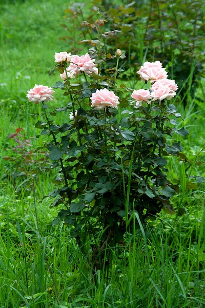 深绿色叶子的玫瑰灌木 绿色草甸上的粉红花朵 — 图库照片