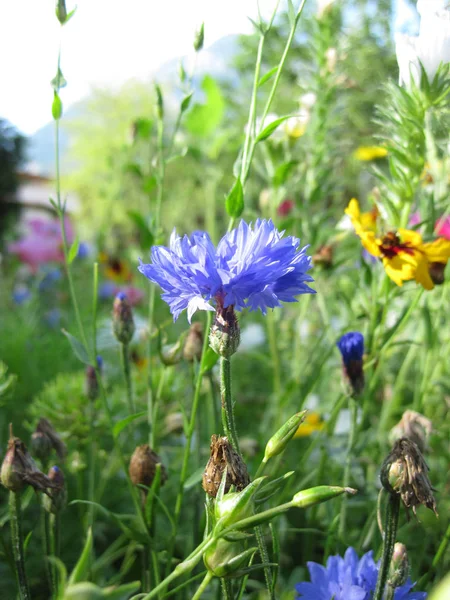 夏には野生の花の草原 — ストック写真