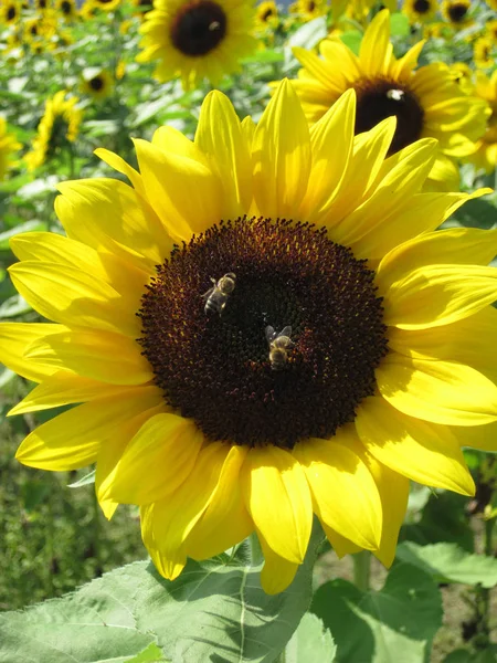 Sedí Dvě Včely Slunečnice — Stock fotografie