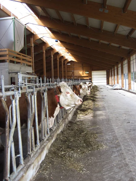 Milk Cow Row Germany — Stock Photo, Image