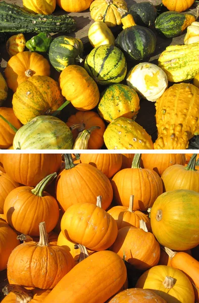 Pumpkins collection on the autumn market