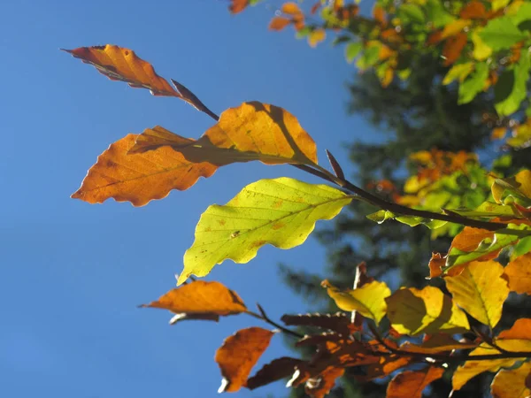 Hojas Otoño Con Luz Opuesta — Foto de Stock