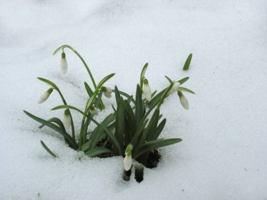 Kardelen ilk erken Bahar Çiçekleri (Galanthus nivalis)